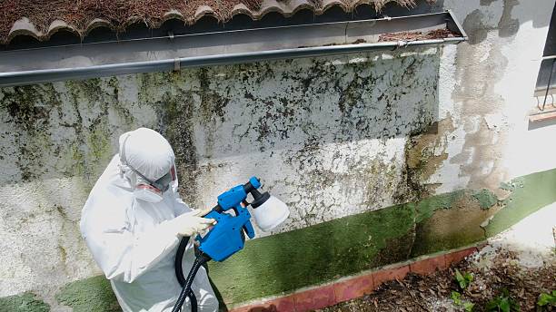 Mold Remediation service in Murfreesboro, Murfreesboro, NC